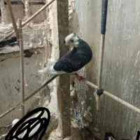 کفتر ماده