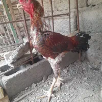 فروش خروس لاری رودان