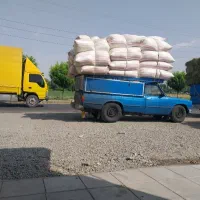 کاه سامان امسال‌ خوب