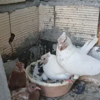 کفتر نر ماده  ماهرو  باجوجه وتخم  یکجا یکجا