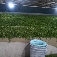 چای خوش طعم