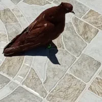 جونه نر سرخ کلکسیونی