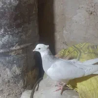 کبوتر طوقی