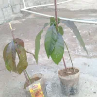 فروش نحال انبه