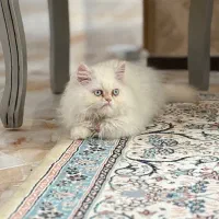 گربه پرشین