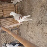 گردای