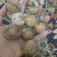 گردو خشک