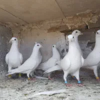 کبوتر سفید پلاکی چهار جفت آلمانی سفید پلاکی اسپورت