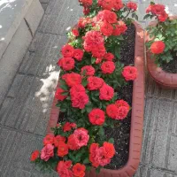 خدمات باغبانی هرسکاری بیل زنی سمپاشی