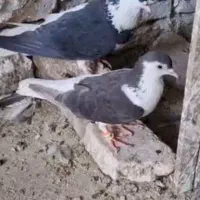 کفتر جفت ساده راست سیاه