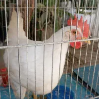 فروش خروس
