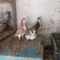 شهری جفتی
