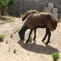 میش تورکی کهر