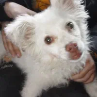 سگ پامروخرسی