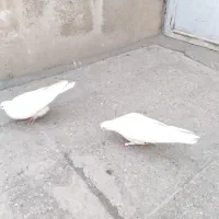 کفترپرشی سفید مر