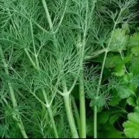 سبزی مارکت خونگی
