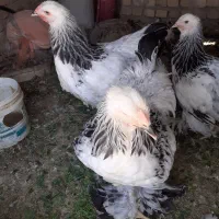 تشنک خروس برهما امپراتور