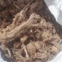 پیاز زعفران