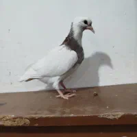 جوجه جیر