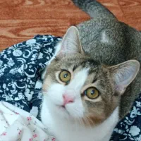 واگذاری رایگان گربه