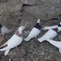 کفتر طوقی