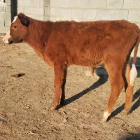 گوساله دورگ سیمینتال نر از گاو تلیسه