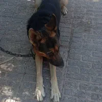 سگ گمشده