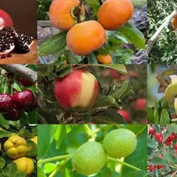 باغ آجیلی + سند + نگهبانی +سهمیه آب دائم