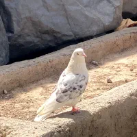 کبوتر نر