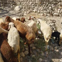 ۷ تا گوسفند جوان با بره  جفتی ۷۰ ملیون