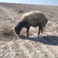 قوچ|حیوانات مزرعه|هرند, |دیوار