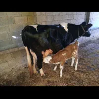گاو شیری به همراه گوساله سیمینتال