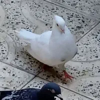کبوتر نر اسبی مست و شرور جوان