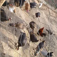فروش بوبلمون