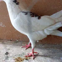 ماده لکدوش قلمی