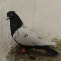 المانی گرفتنی