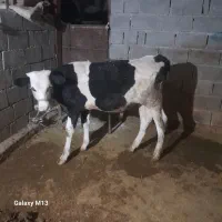 گوساله نر