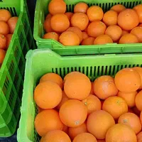 پرتقال تامسون خوش فرم و مجلسی