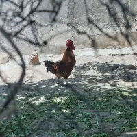 خروس محلی طبیعی