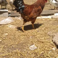 مرغ و خروس