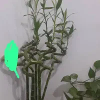 بامبو