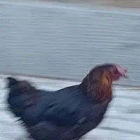 مرغ تخم گذار