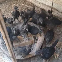 جوجه ۲ ماهه آیام سمانی