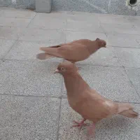 کبوتر زرد
