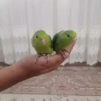 طوطی پروتلت.