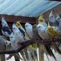 یک عدد عروس هلندی پیدا شده