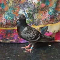 کبوتر مسابقه ای