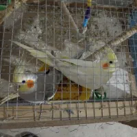 عروس هلندی
