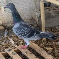 کبوتر