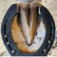 نعلبندی وقیار